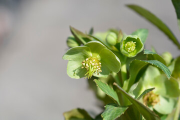 Majorcan hellebore