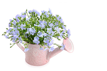 A bouquet of flax flowers in a decorative watering can isolated on a white . Place for your text.