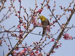bird on a branch