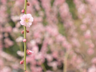 close up of pink flowers