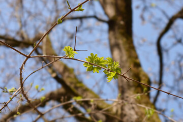 Field maple