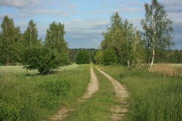 Fototapeta na wymiar country road in the forest