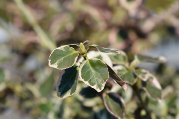 Wintercreeper Emerald Gaiety