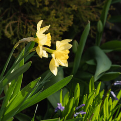 spring flowering of yellow daffodils in the garden