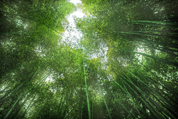Fototapeta na wymiar Green bamboo background. From the bottom to the top view of grove of bamboo garden.