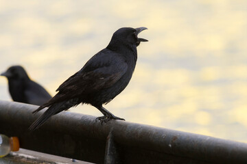 Carrion Crow (Corvus corone) at the quayside with open beak and another one in the background