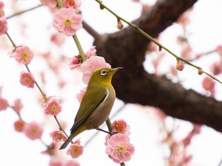 bird on a branch