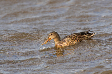 Northern shoveler (Spatula clypeata) duck female swimming in rough water