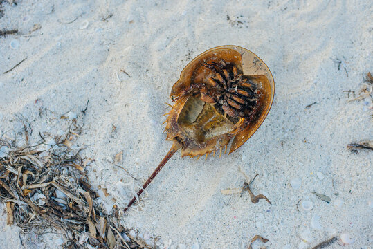 Dead Atlantic Horseshoe Crab At Staten Island Beach, Mexico