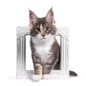 Cute tortie Maine Coon cat kitten, standing through a white photo frame. Looking curious to camera. Isolated on a white background.