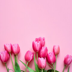 Fresh tulip flowers on a pink background. Bright spring background. Copy space for text.