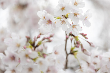 Obraz premium Sakura ( Cherry blossom )