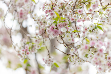 Sakura ( Cherry blossom )