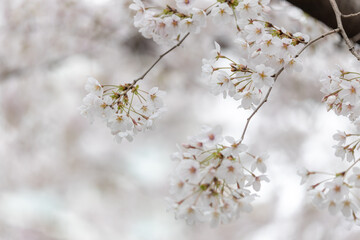 Sakura ( Cherry blossom )