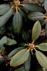 green leafs background, rhododendron bush