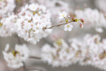 Sakura ( Cherry blossom )
