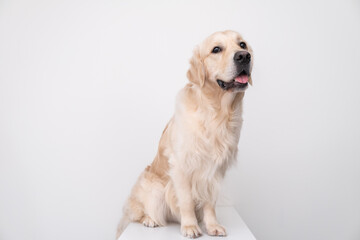 A large beautiful dog in full growth sits on a white chair and looks at the camera. Portrait of a golden retriever on a white background.