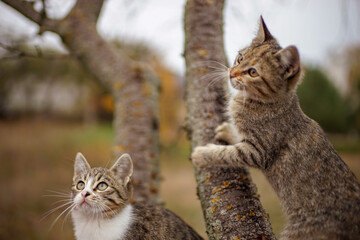 Two tabby kittens play on a tree in autumn garden