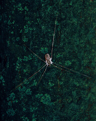 Spider on a textured surface. Spider insect, fart-shaped 6 legs. Colored background. Pattern on a spider.