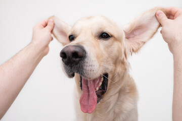 The guy is having fun, playing with the dog. Portrait of a funny dog with raised ears on a white background.