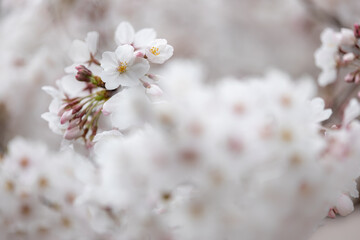 Sakura ( Cherry blossom )