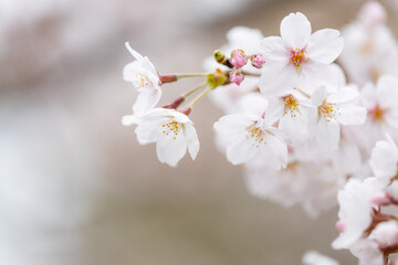 Naklejka na ściany i meble Sakura ( Cherry blossom )