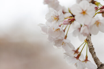 Sakura ( Cherry blossom )