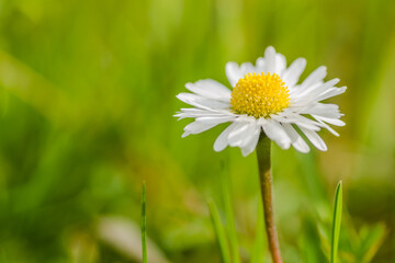 Bellis perennis-is a perennial herbaceous ornamental and medicinal plant from the Asteraceae family. 