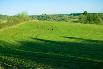 Spring landscape background with blue sky and green grass field.