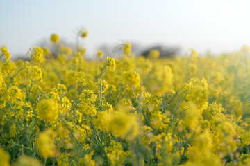 Obraz premium Yellow field of flowering rape plant in Europe at sunset. Beautiful bright colorful spring and summer landscape with rapeseed plant. Natural landscape background, copy space.