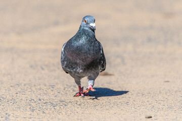 Australian Rock Dove, also known as a Feral Pigeon
