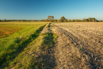 Fototapeta na wymiar Rural road through the meadow and field, clear sky