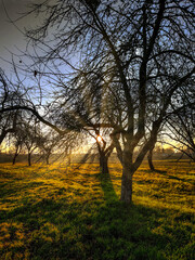 Obraz premium Wiese mit Obstbäumen im Februar