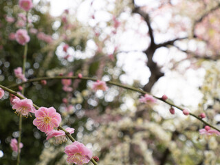 cherry blossom