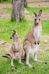 Naklejka na ściany i meble Joey kangaroo and mother kangaroo standing in the bush