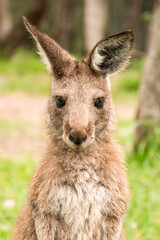 Joey young kangaroo portrait. Australian marsupial wildlife