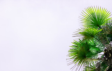 Creative background made of tropical leaves on green background. Minimal summer exotic concept with copy space.