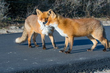 Naklejka na ściany i meble Two Red Foxes (Vulpes vulpes) on a cycle path in the dunes
