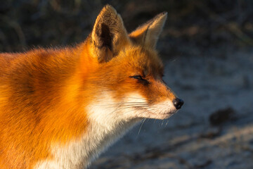 Red Fox (Vulpes vulpes) in the dunes portrait