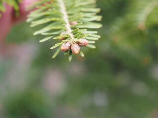 close up of pine needles
