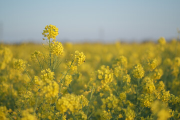Obraz premium Bright yellow field of flowering rape plant in Europe. Beautiful bright colorful spring and summer landscape with rapeseed plant. Natural landscape background, copy space.