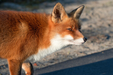 Red Fox (Vulpes vulpes) standing on cycle path in the dunes, portrait