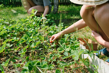 Picking strawberries in garden. Vegan vegetarian home grown food production. Gardening and agriculture concept