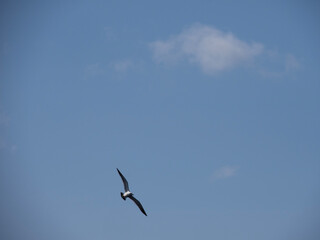 seagull in flight