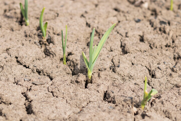 Spring. Flowers grow on the ground.