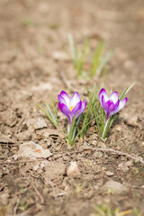 Spring. Flowers grow on the ground.