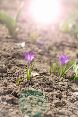 Spring. Flowers grow on the ground.