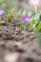 Spring. Flowers grow on the ground.