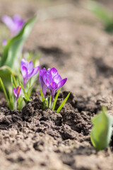 Spring. Flowers grow on the ground.