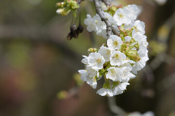 Obraz na płótnie Canvas close up of a cherry blossom in spring